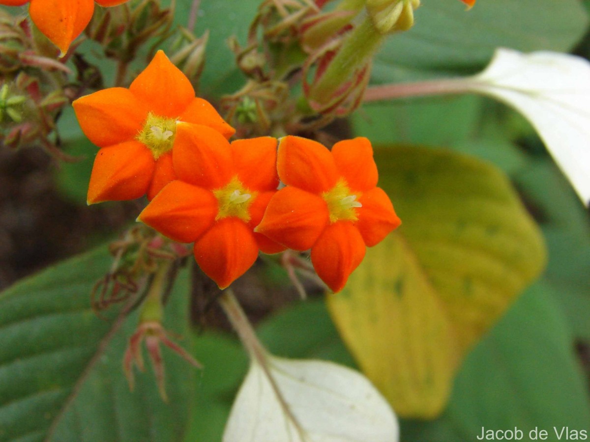 Mussaenda frondosa L.